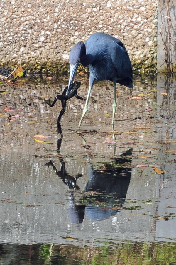 Little Blue  Heron catches frog