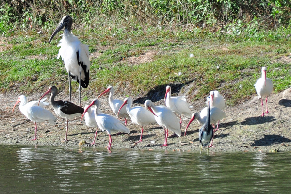 Wood Stork, White Ibis and Little Blue Heron