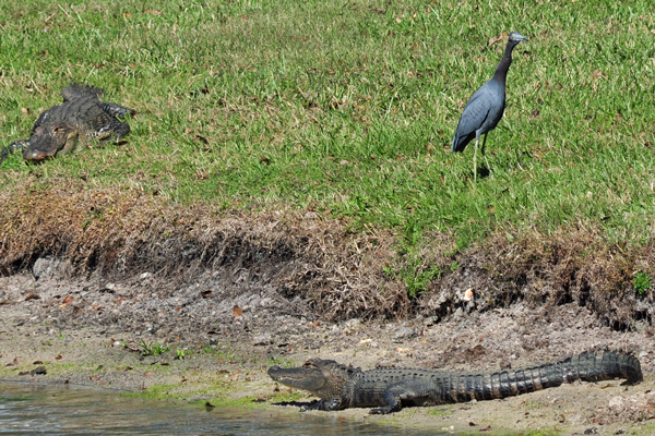 Little Blue Heron makes questionable decision on where to land