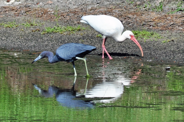 Little Blue Heron and White Ibis