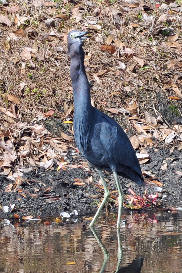 Little Blue  Heron swallowing a frog
