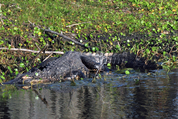 This alligator is a master of disguise