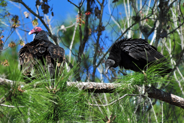 Turkey Vulture and American Black Vulture