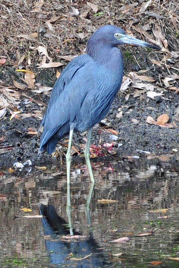 Little Blue  Heron with a belly full of frog