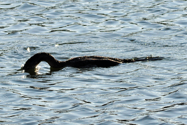 Cormorant about to dive