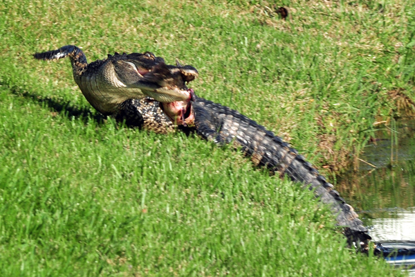 Gator decides to take its meal to go