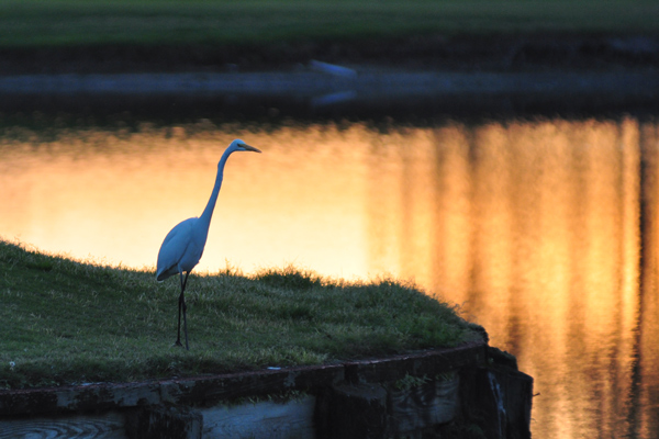 Great Egret at sunset