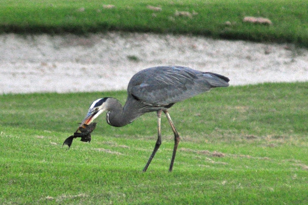 Great Blue Heron trying to eat fish