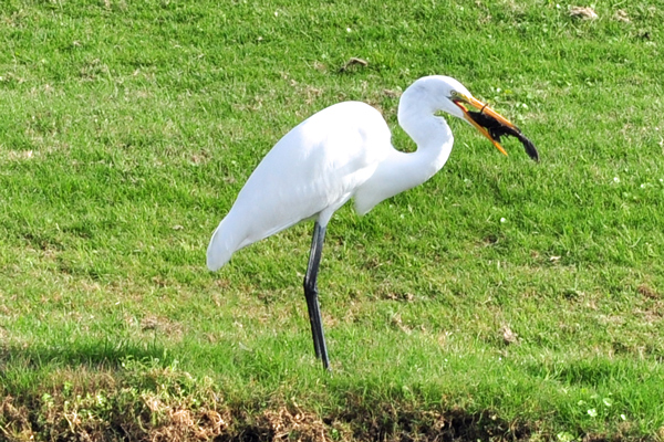 Great Egret trying to eat a fish