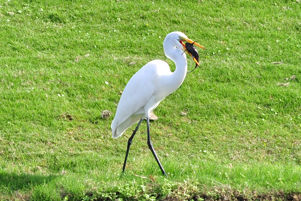 Great Egret trying to eat an armored catfish.