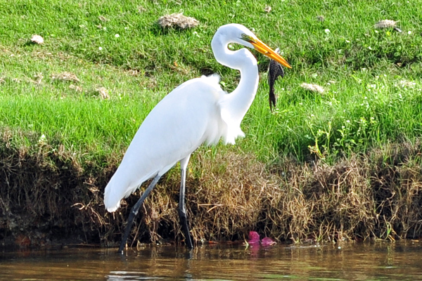 Great Egret still trying to figure out how to eat fish.