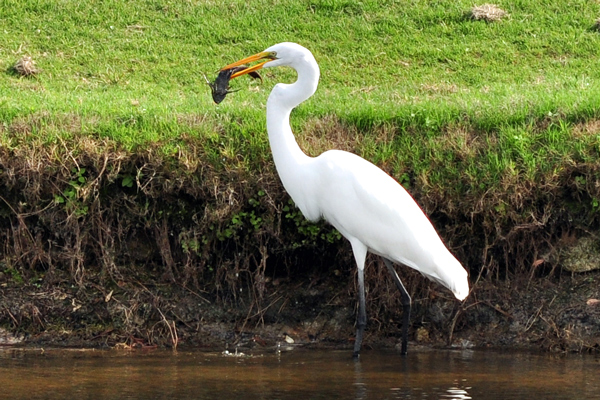 Great Egret has been working on this fish for 20 minutes.