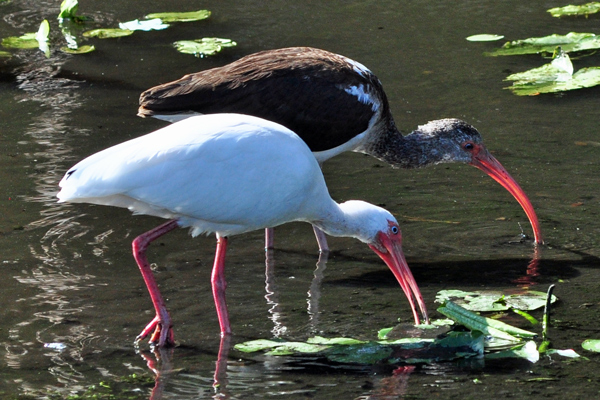 White Ibis (adult and juvenile)