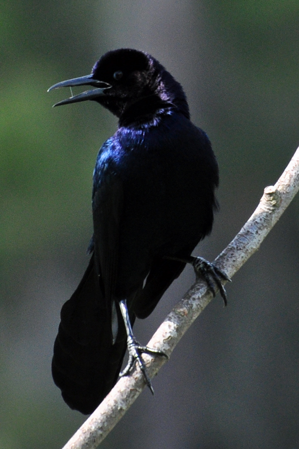 Boat-tailed Grackle (Male)
