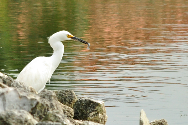 Snowy Egret eating a fish
