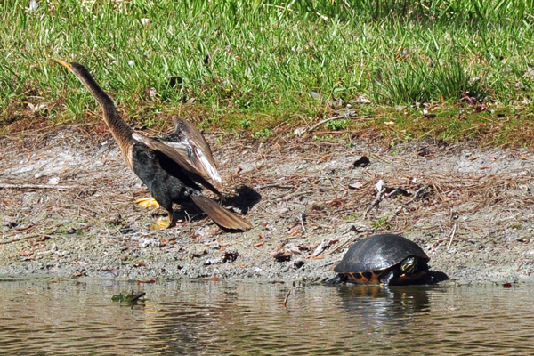 Anhinga and Florida Redbelly Turtle