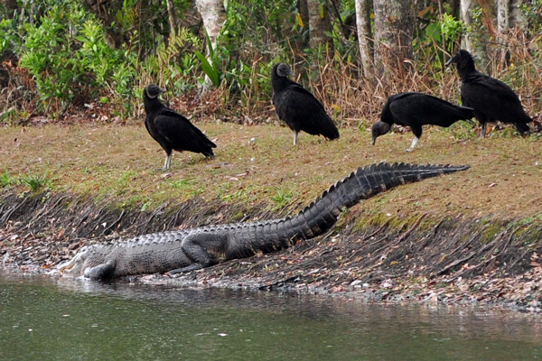 Alligator and Black Vultures