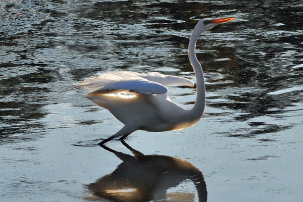 Great Egret about to take off