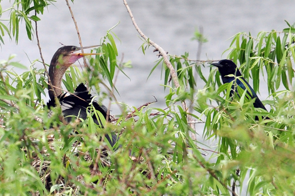 Anhinga on nest being visited by Boat-tailed Grackle