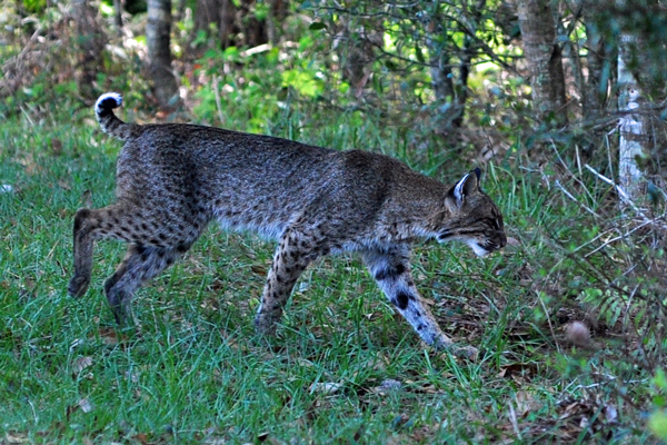 Bobcat heads into the woods