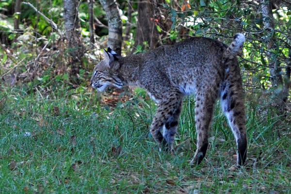 Bobcat comes back out of the woods