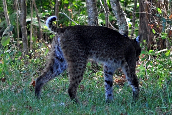 Bobcat heads back to the woods again