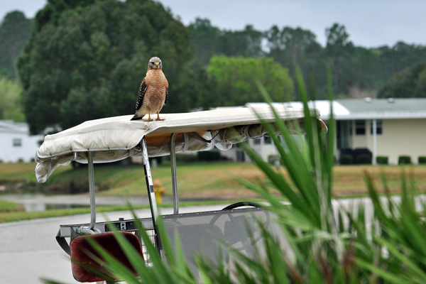 Red-shouldered Hawk on my golf cart