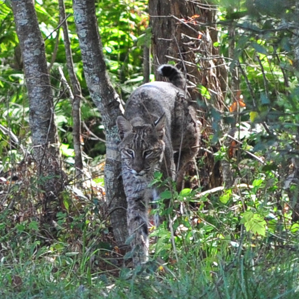Bobcat turns around again to check out turkeys
