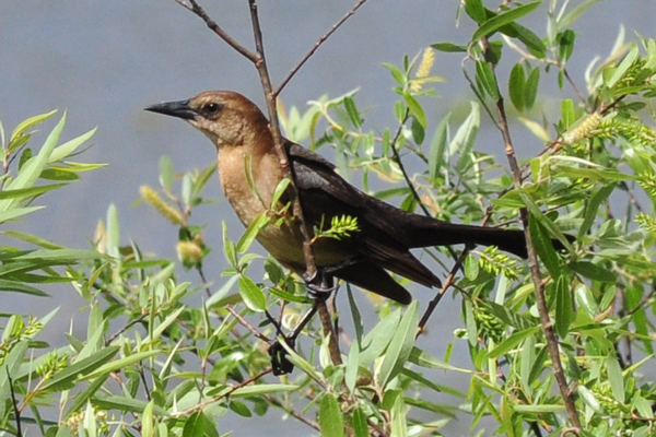 Boat-tailed Grackle (Female)