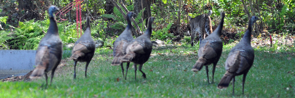 Turkeys follow as bobcat heads into the woods