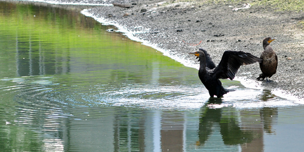 Cormorant flapping wings
