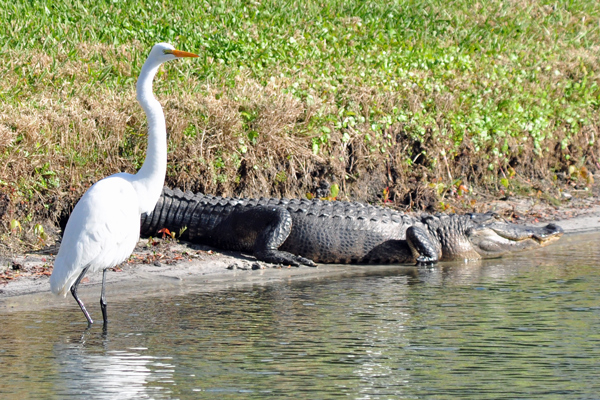 Great Egret and Alligator