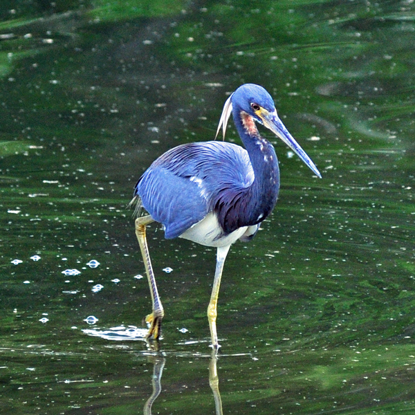 Young Tricolored Heron
