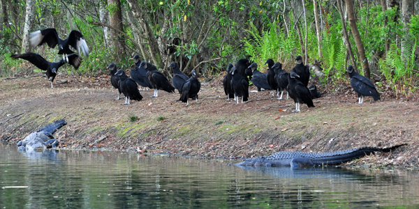 Alligators and Black Vultures