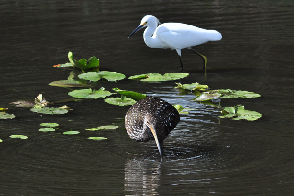 Limpkin and Snowy Egret