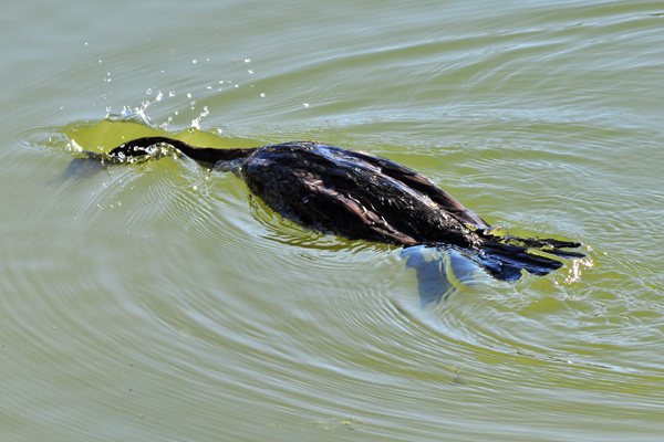 Cormorant diving