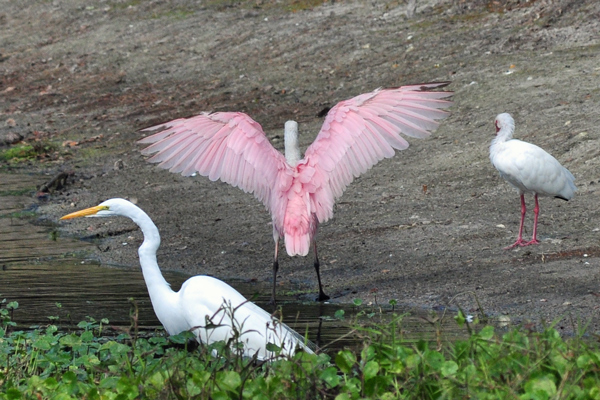 Great Egret, Roseate Spoonbill, White Ibis