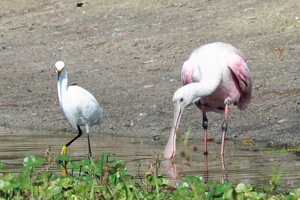Snowy Egret and Roseate Spoonbill