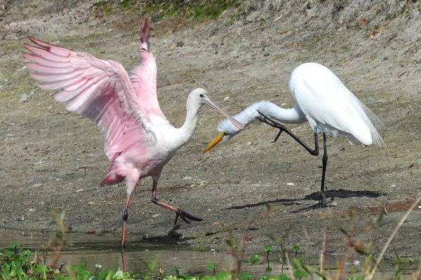 Roseate Spoonbill and Great Egret
