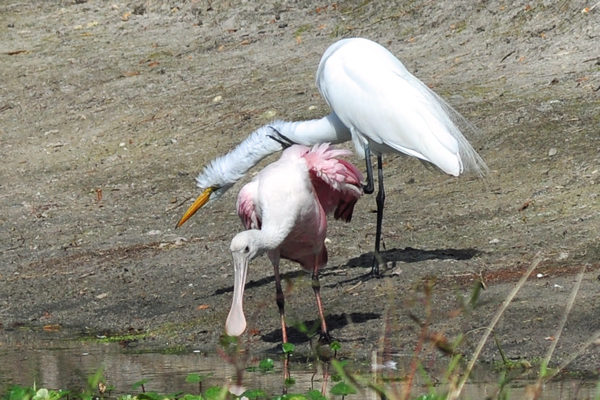 Roseate Spoonbill (and Great Egret)