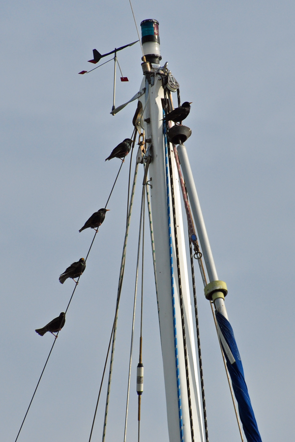 Birds on mast