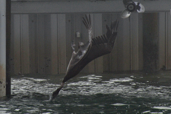 Brown Pelican diving
