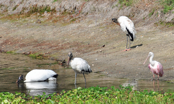 Wood Storks and Roseate Spoonbill