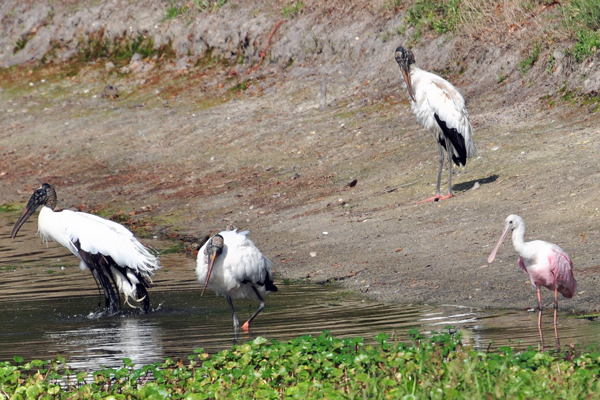 Wood Storks and Roseate Spoonbill