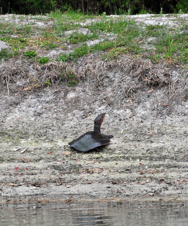 Water level in this pond is getting low, so this Florida softshell turtle decides it's time to move on.