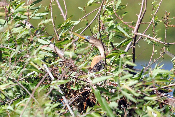 Anhinga on nest being buffeted by gusty winds
