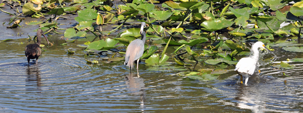 A Glossy Ibis, a Tricolored Heron, and a Snowy Egret stop by a local watering hole for a snack.