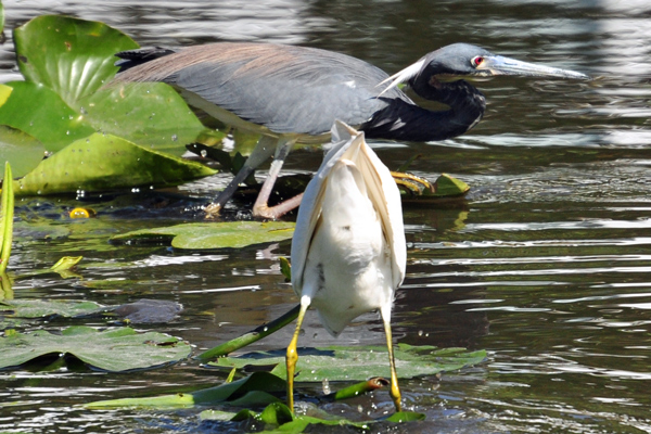 Nice shot of a heron hunting. A bit less flattering for the egret.