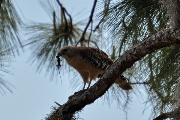 Red-shouldered Hawk (and lunch lizard)
