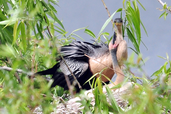 I've only been watching for a couple of days, but I don't think these anhinga chicks ever stop demanding to be fed.